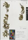 Foto von Salix mielichhoferi Saut.
